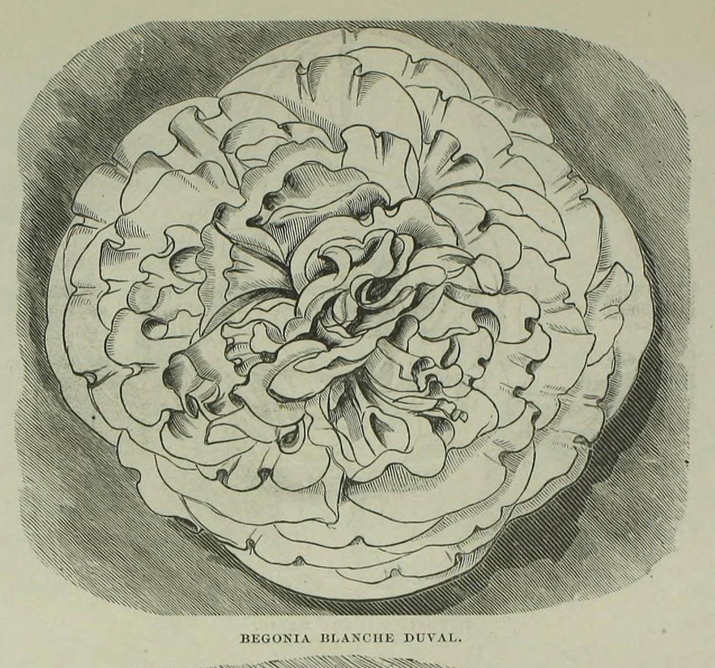 B. ‘Blanche Duval’